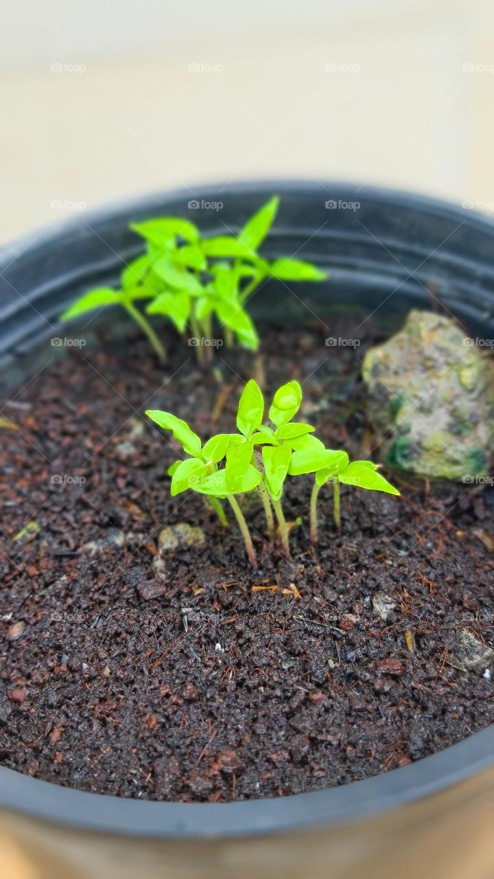 young plants