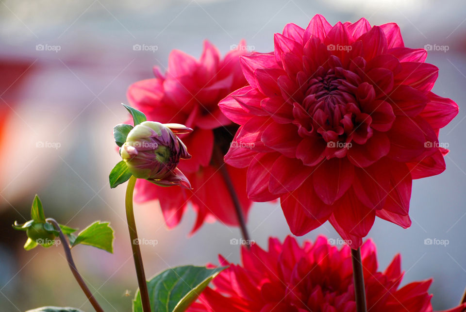 spring flower beauty