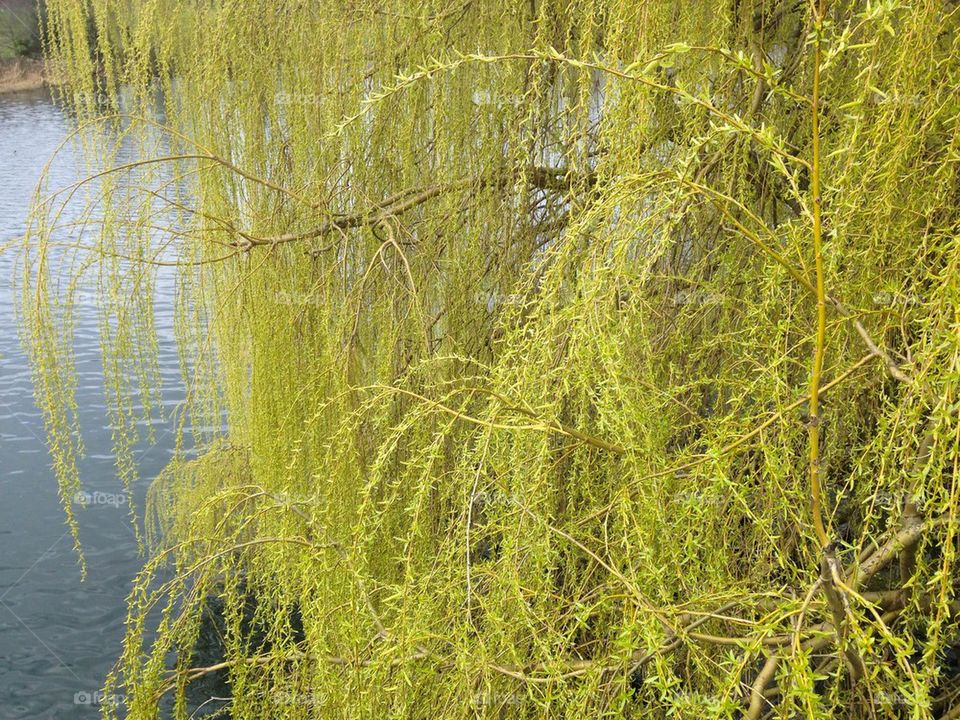 Willow tree
