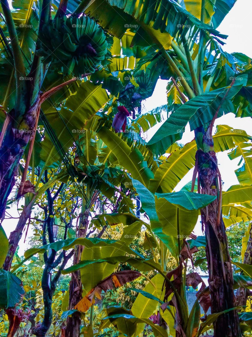 banana trees that thrive in the garden yard