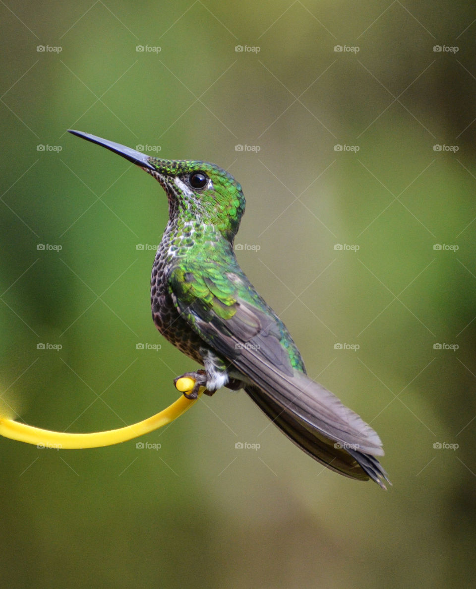 Portrait of humming bird