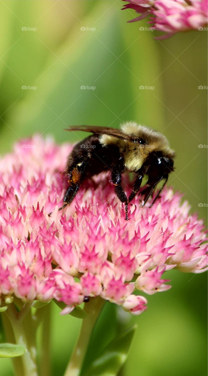 bee
