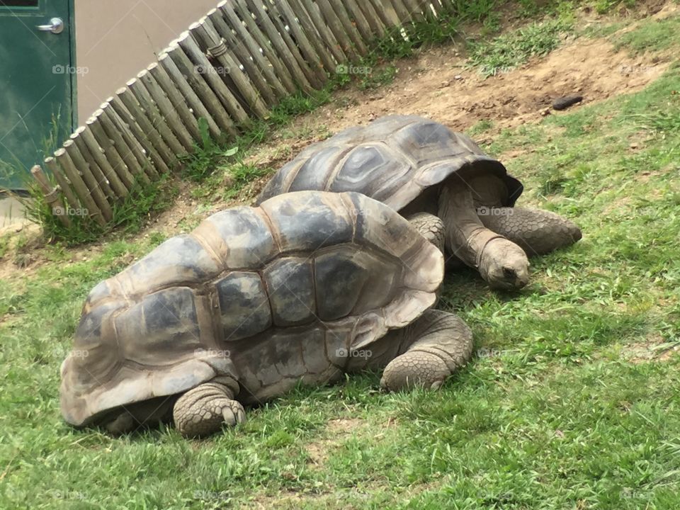 Big  Turtles at Zoo