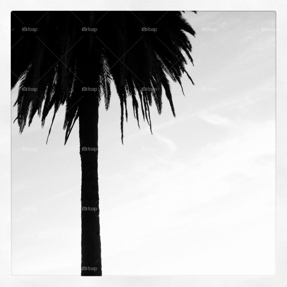 Palm Reader Background