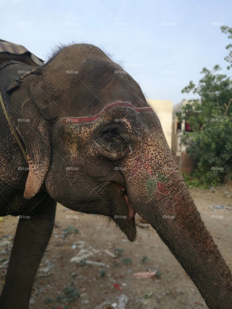 smiling elephant