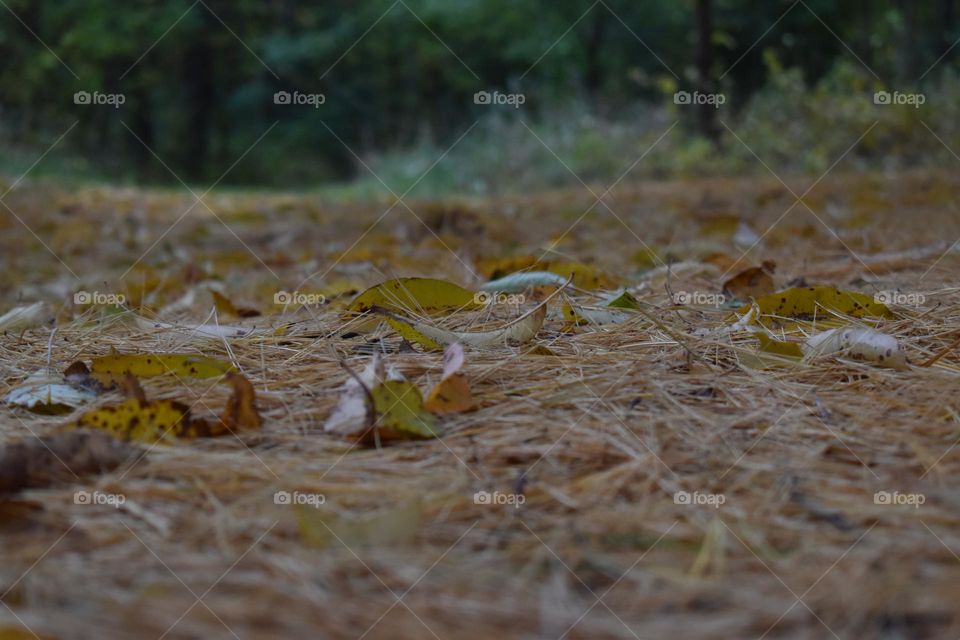 The forest floor littered with pine needles and fall leaves