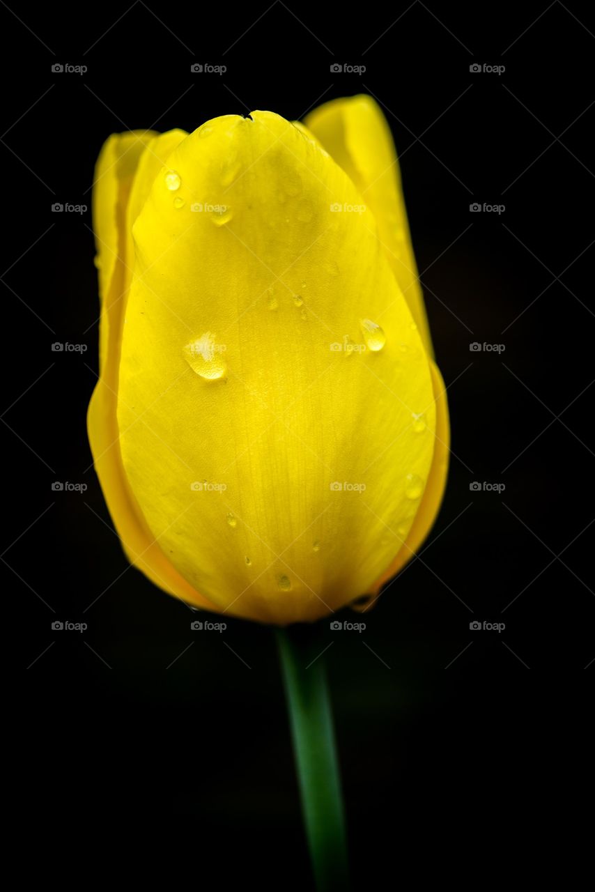 Yellow tulip against black background