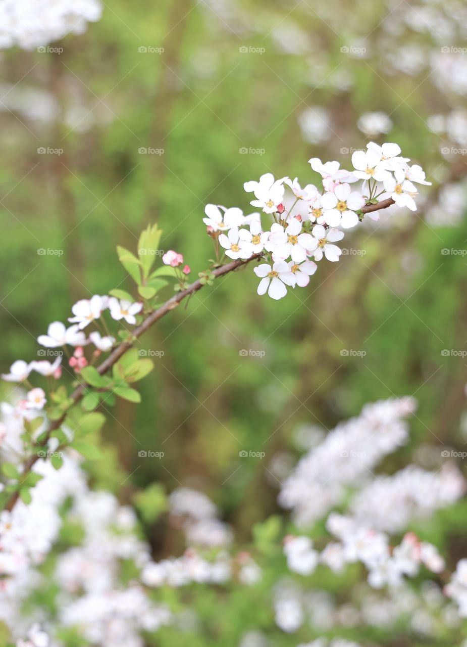 喷雪花