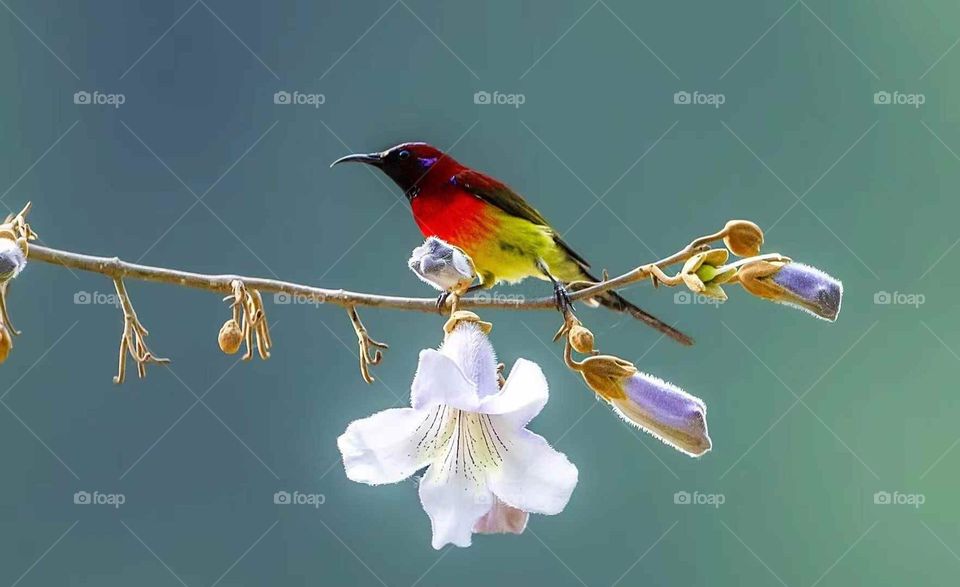 Colors in the Collision of Plant and Animal Spirits in Nature