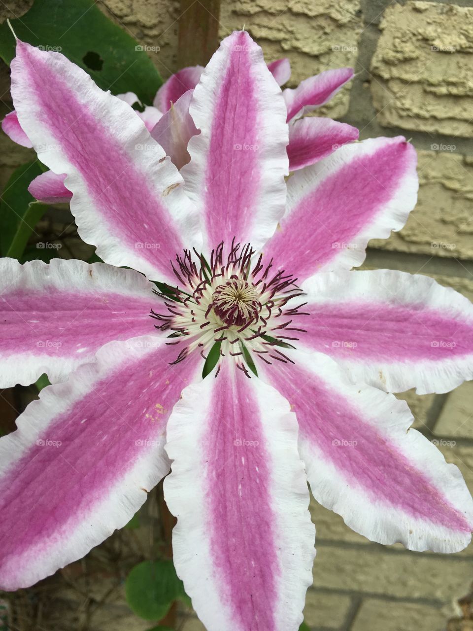 Close up view of pink and white Clematis flower as the climbing plant grows up a brick wall