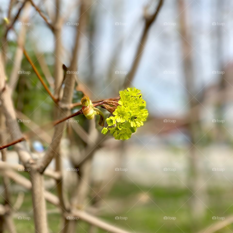 first spring greens. flowering trees in spring.