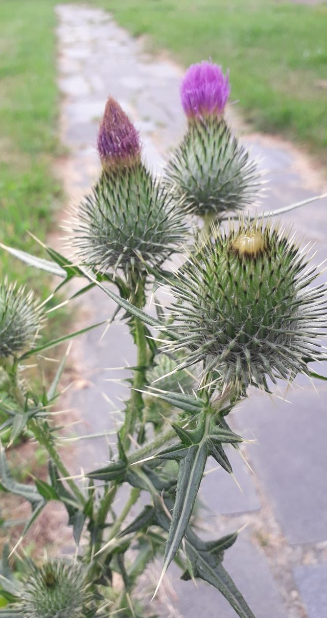 purple thistle