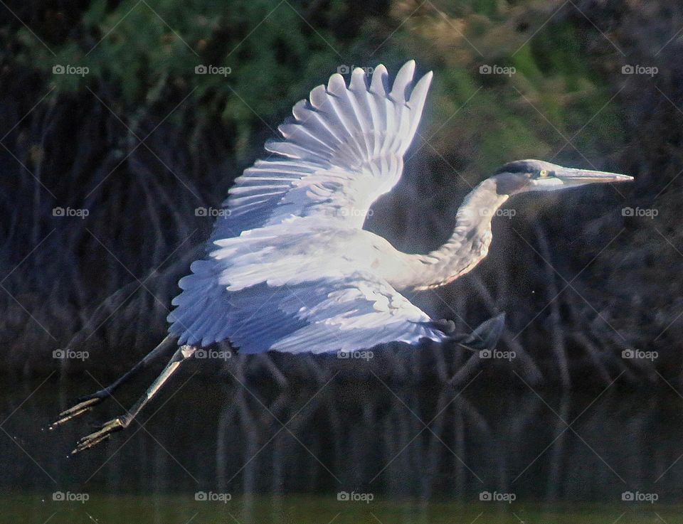 Great Blue Heron in Flight
