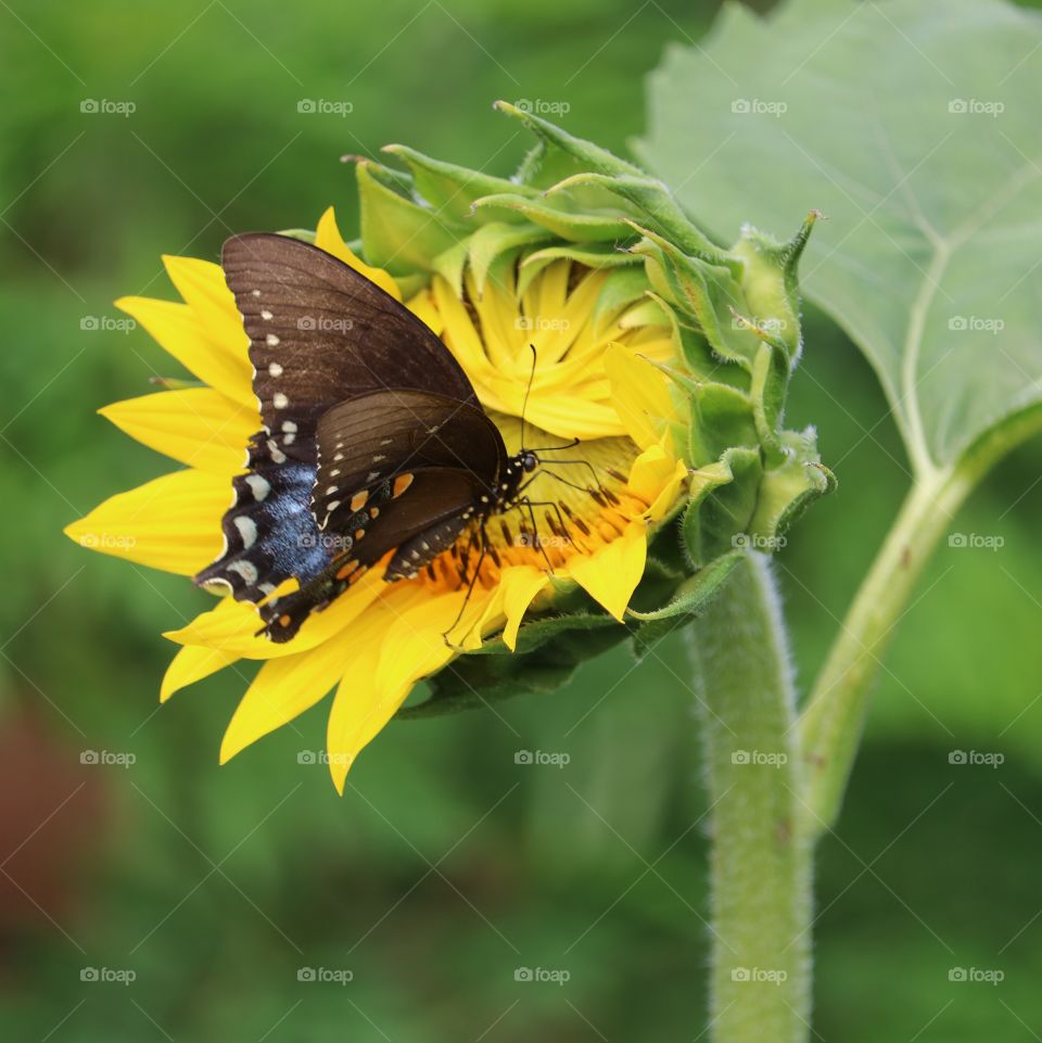 sunflower and butterfly