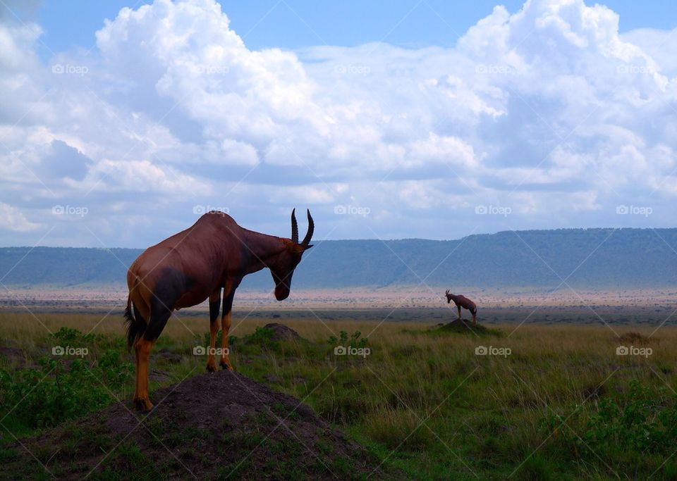 Kenya