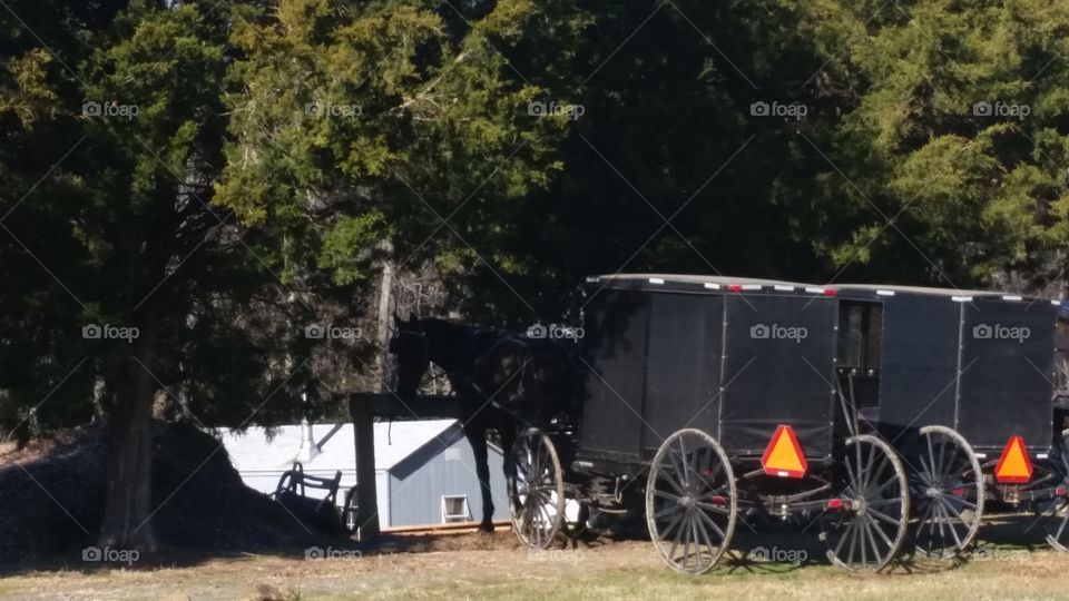 Amish life