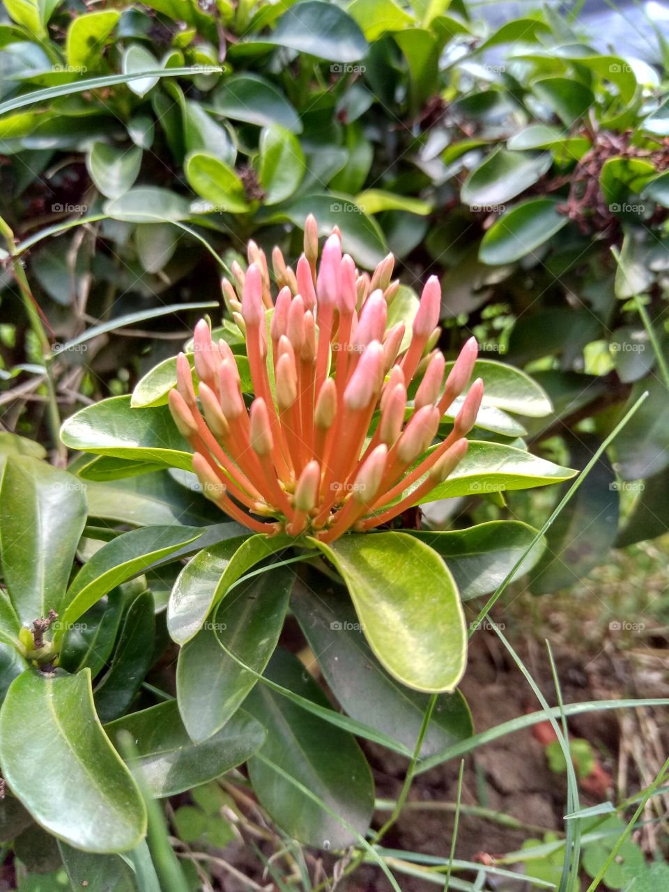 flower buds