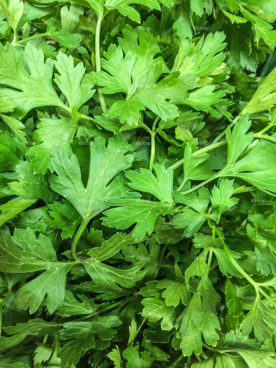 Fresh green parsley