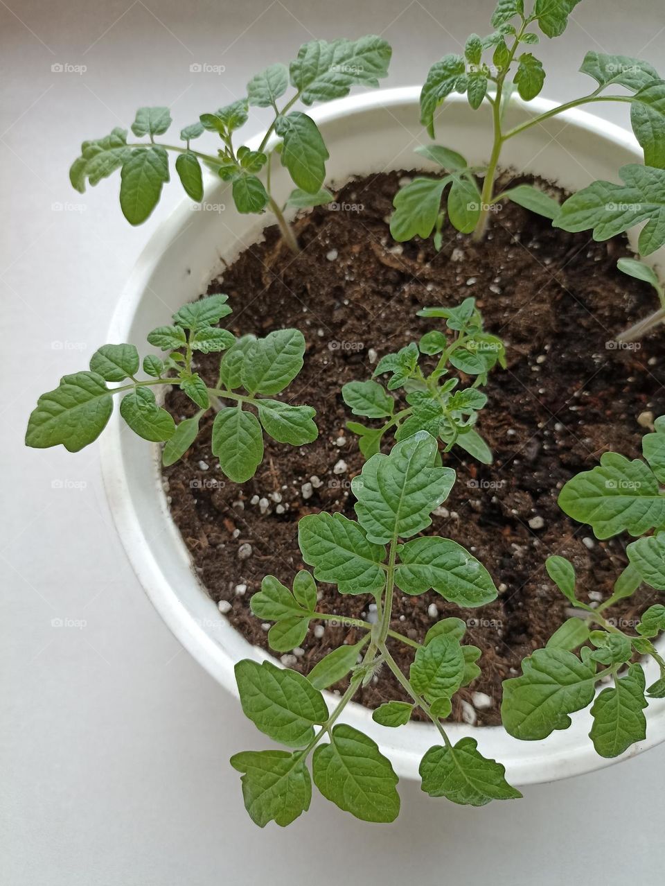 green leaves young 🌱 sprouts in pot spring time