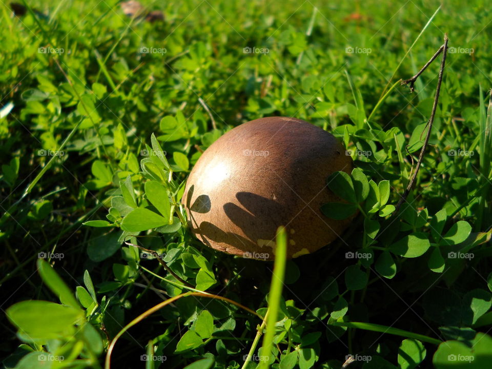 Bronze mushroom macro