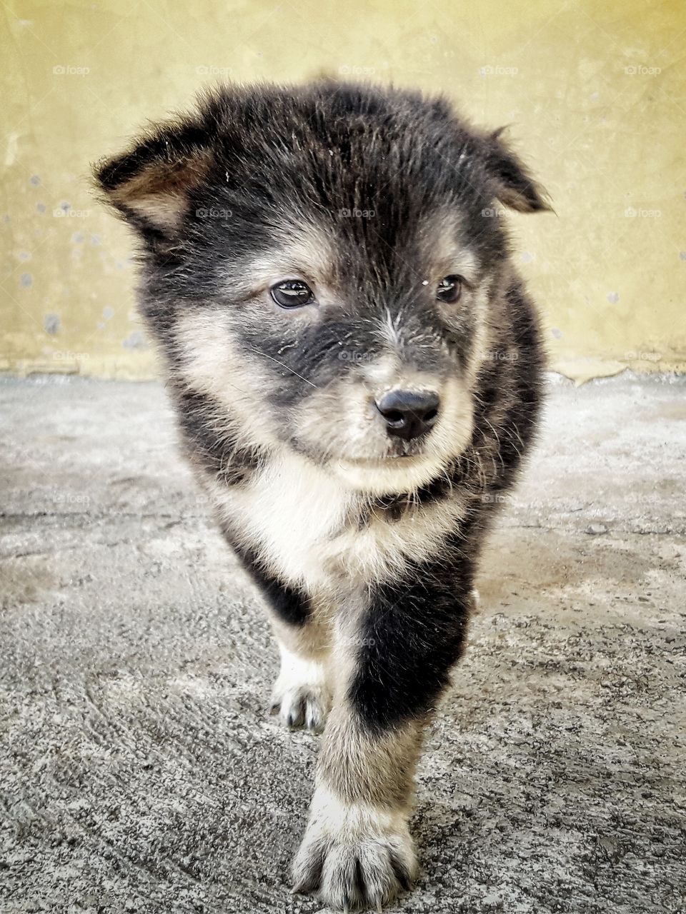 A cute little black puppy looking for something beside the wall. Black color.