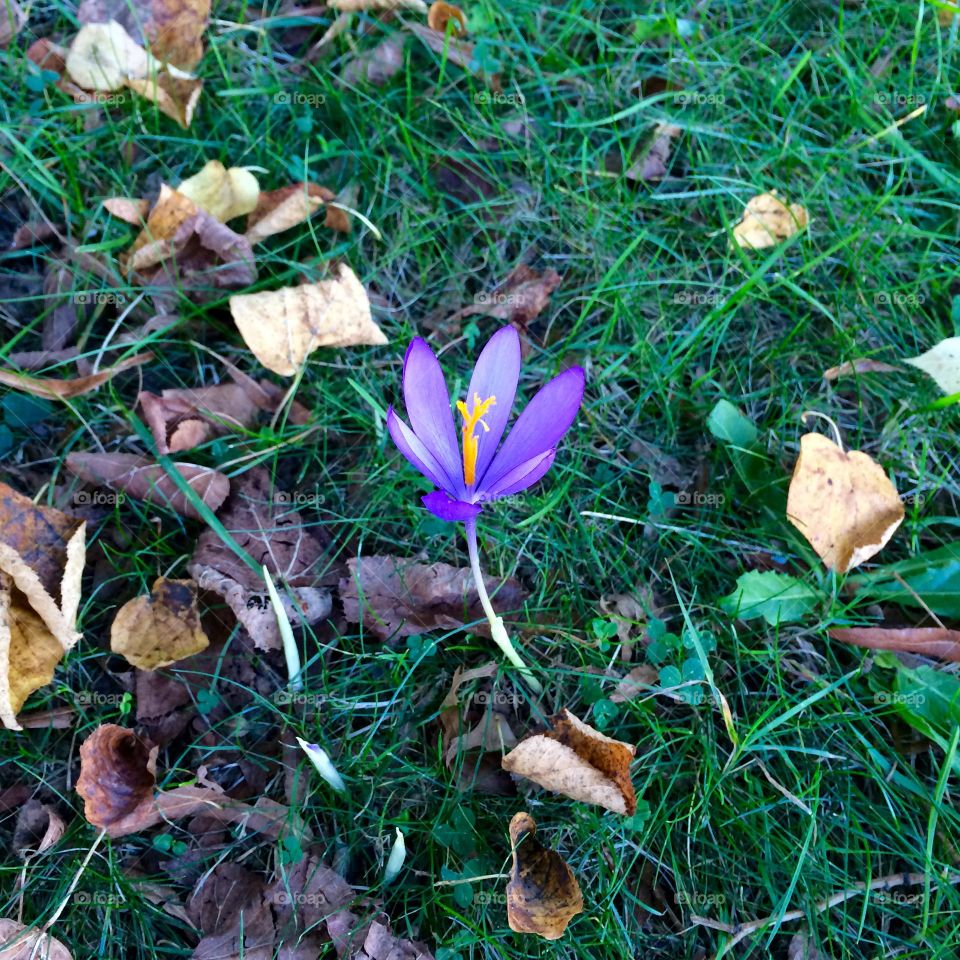 Purple crocus flower in autumn