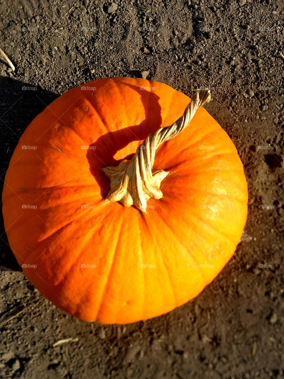 Pumpkin