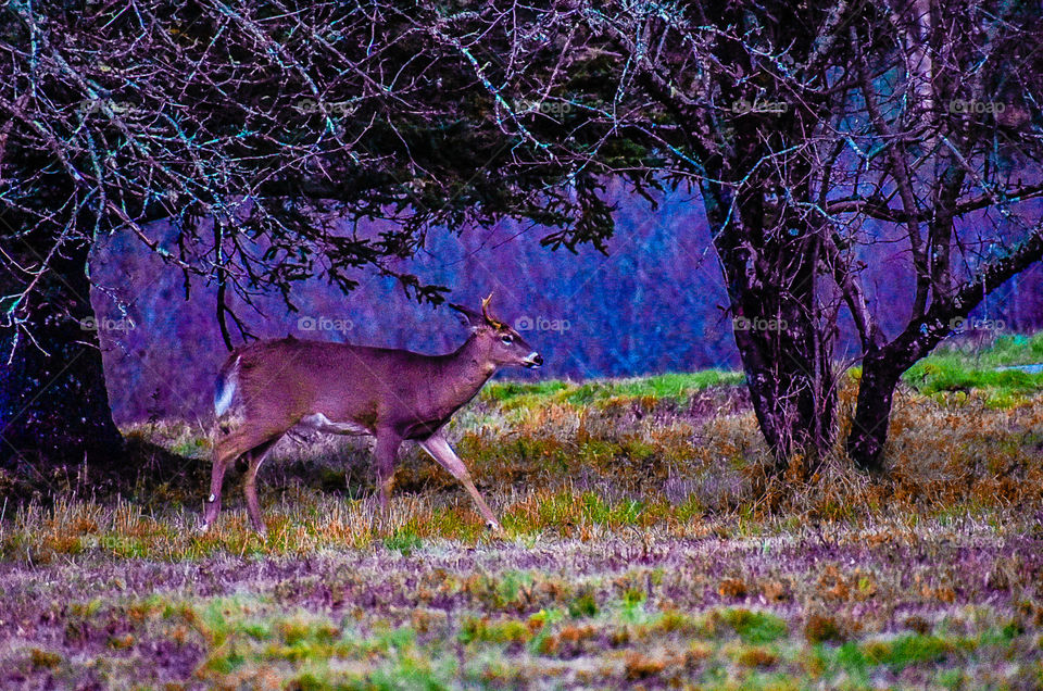 Deer in Acadia National Park, Maine