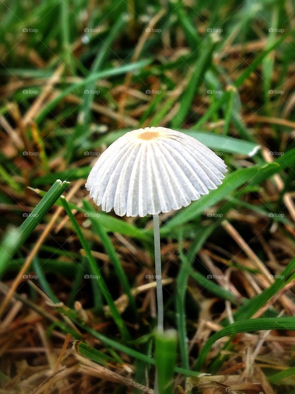 Tiny umbrella.