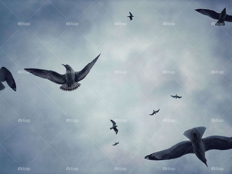 Seagulls in flight 