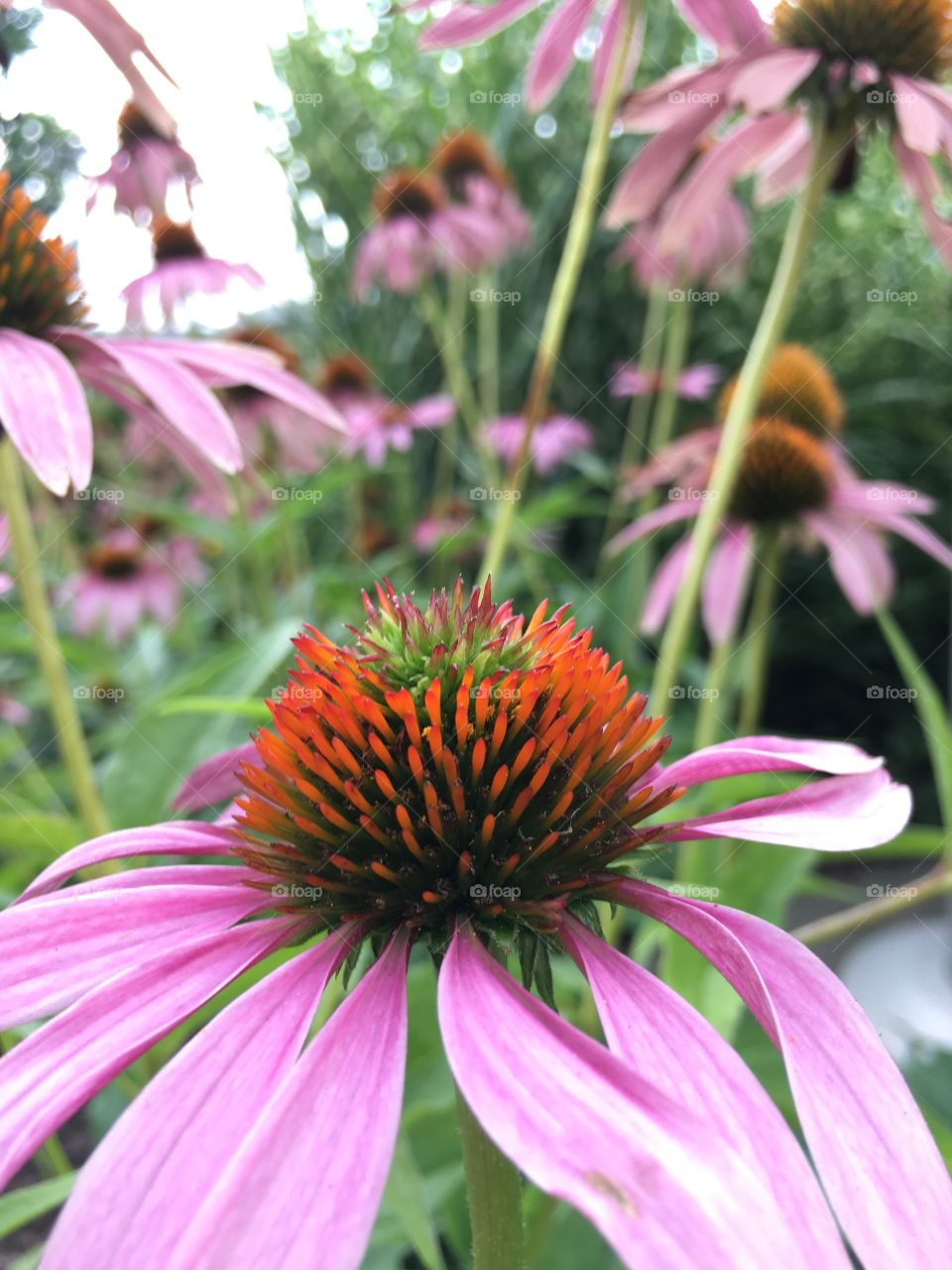 Cone flowers