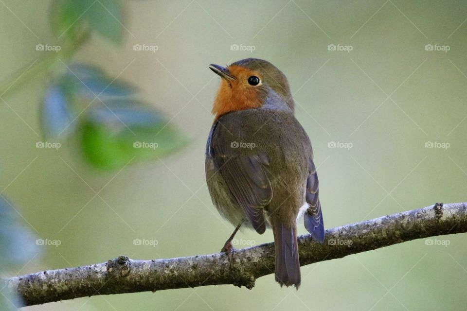 Robin