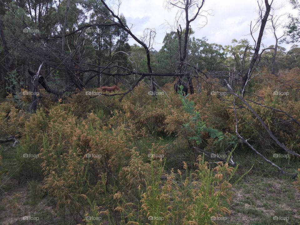 Bush and trees