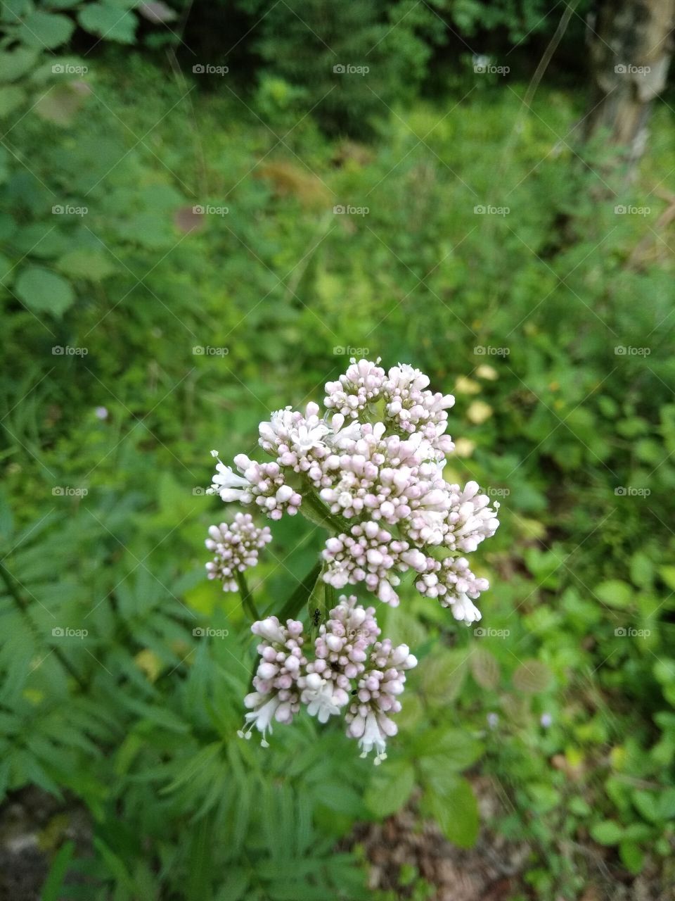 Bad Wildbad Schwarzwald