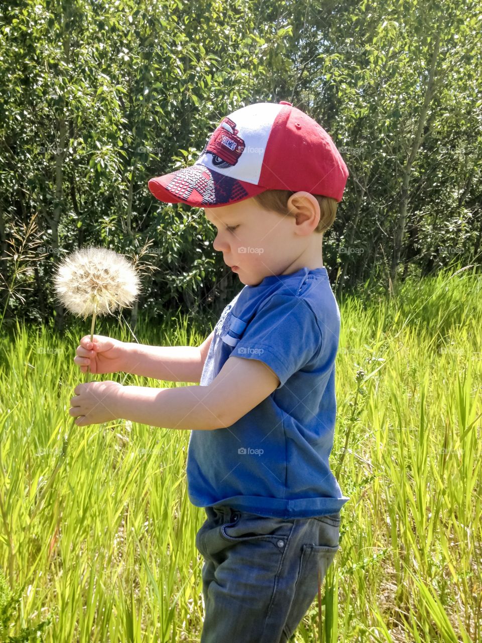The biggest dandelion he’s ever seen 