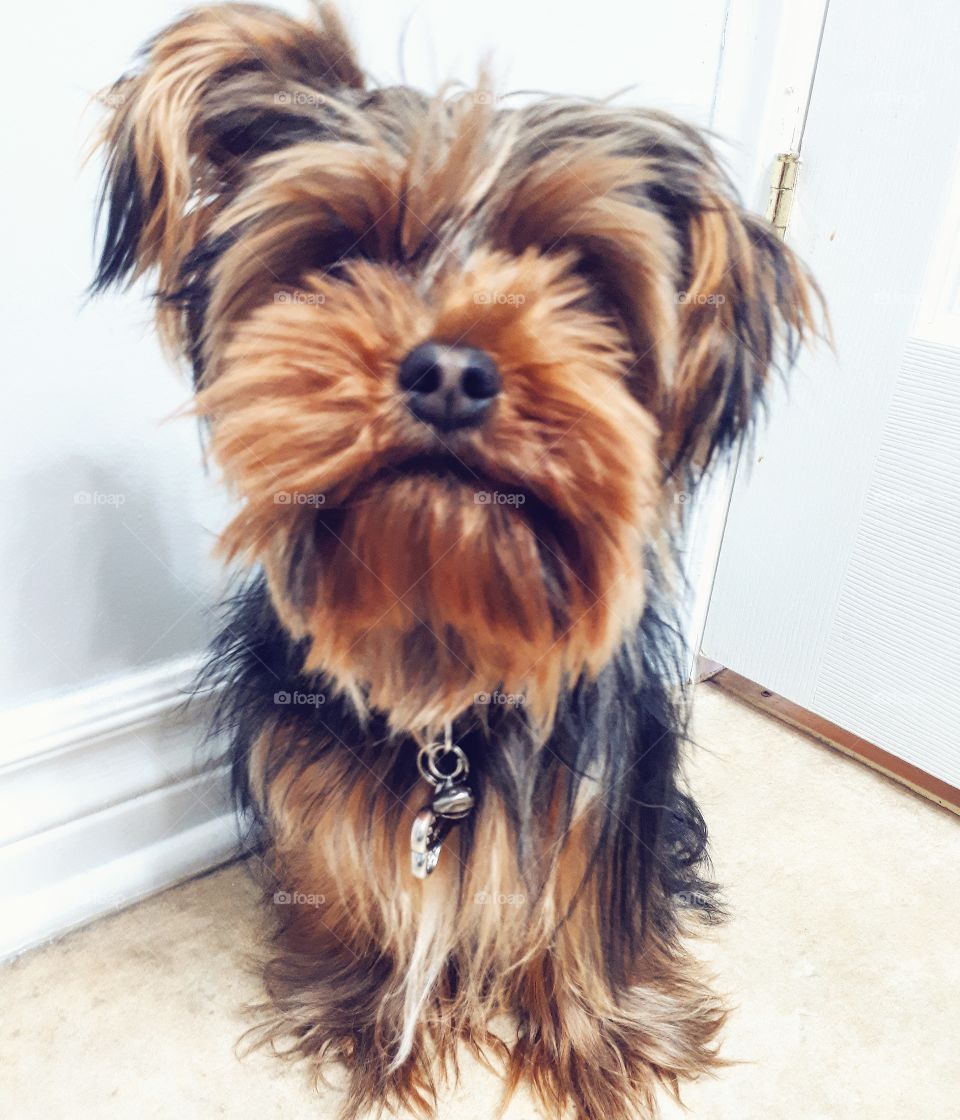 Dog, Pet, Domestic, Canine, Terrier