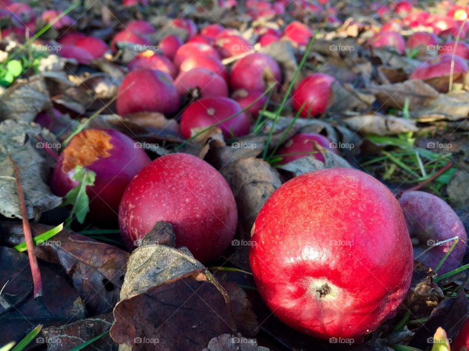 Red apples on the ground