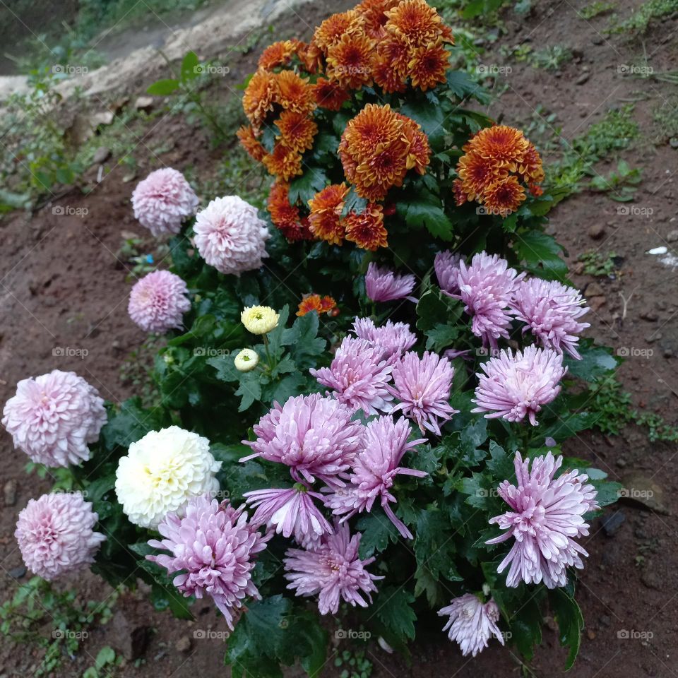 Chrysanthemum is a type of flowering plant that is often grown as an ornamental plant