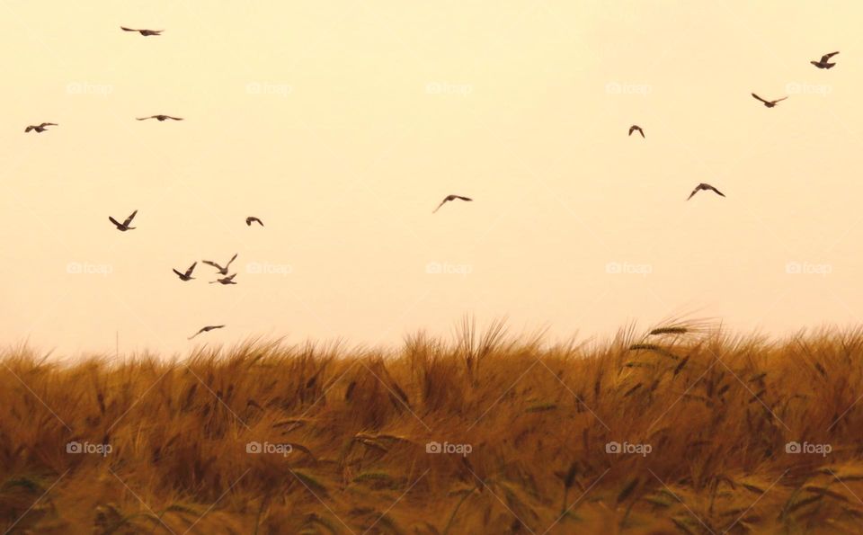 birds in field