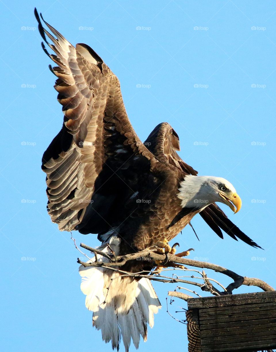 Bald Eagle Bringing Stick for Nest