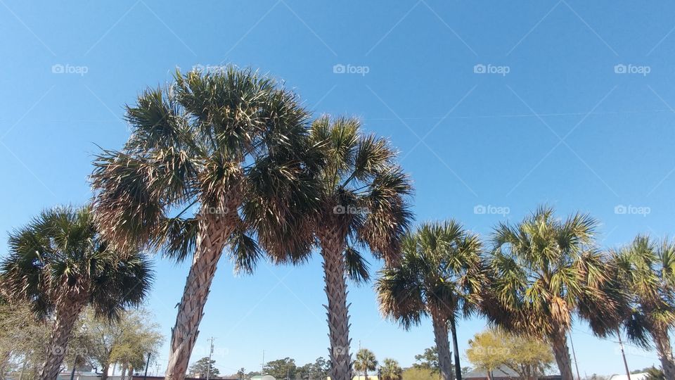 small palm trees against cloudless blue sky