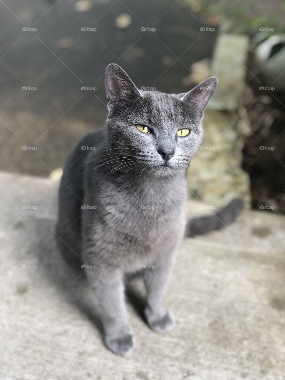 Chartreux, but you may call me Pepper