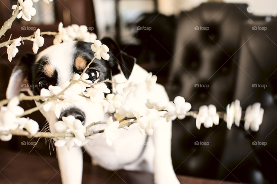 Cute dog peeking through flowers at home 