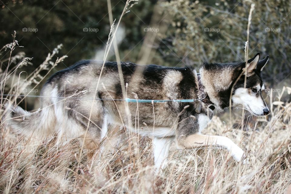 Husky dog