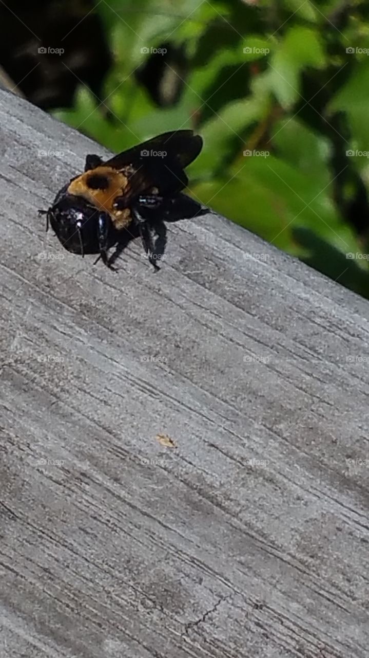 Bumblebee getting some sun