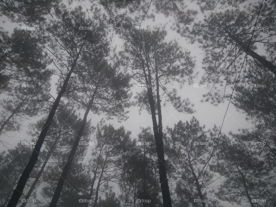 The pine forest