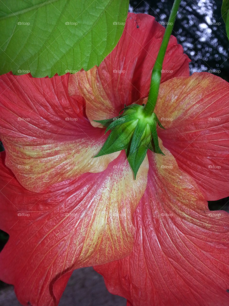 hibiscus