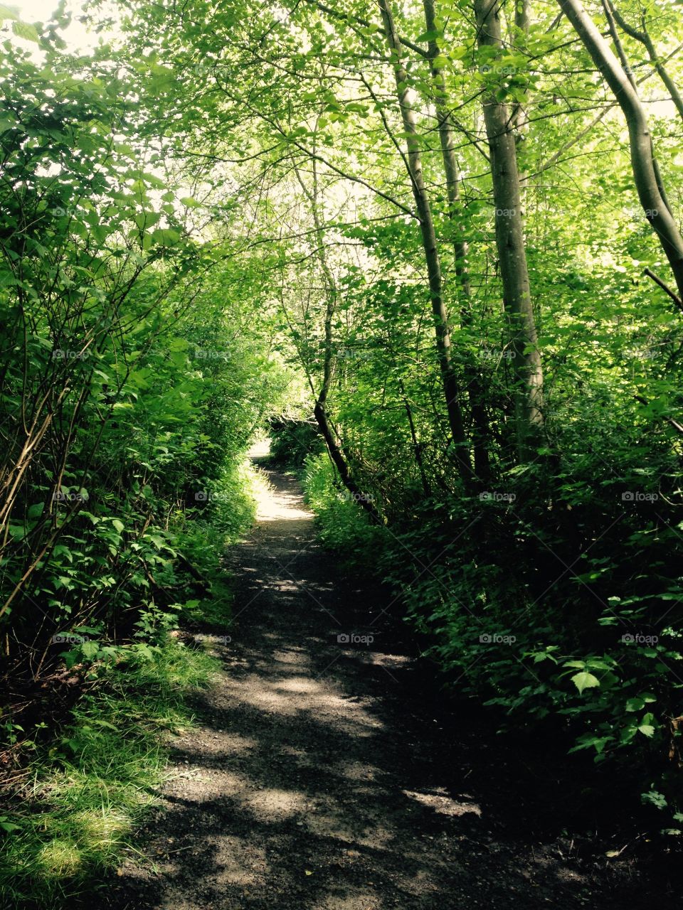 Path to the unknown . A path winds through the forest 