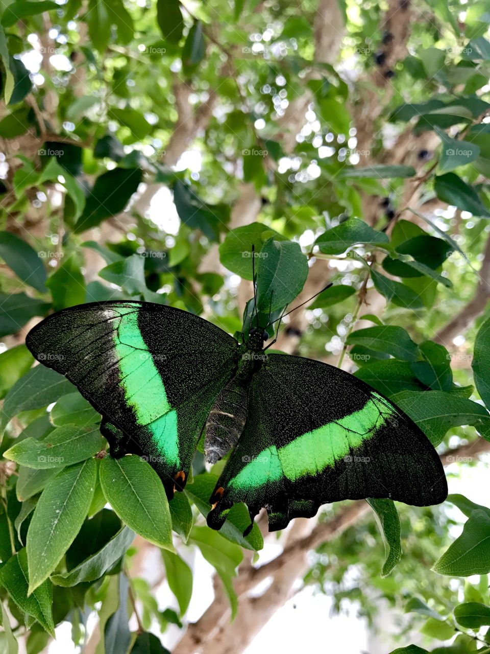 Black & Green Butterfly