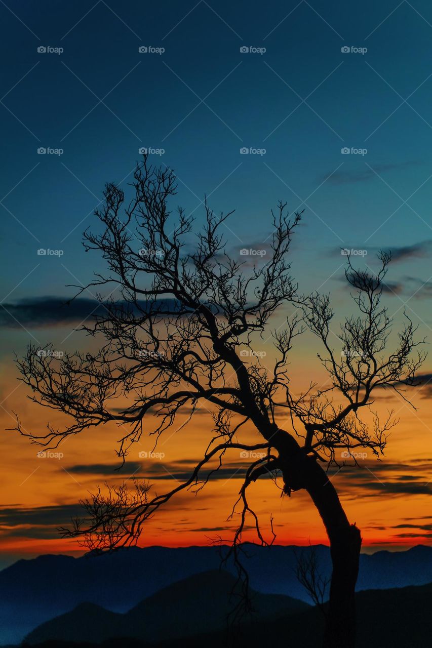 Trees and sunrise sky